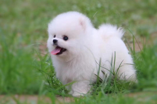 幼犬爱喝水正常吗