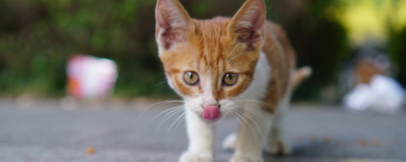 猫张嘴吐舌头