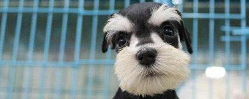 雪瑞纳犬优缺点