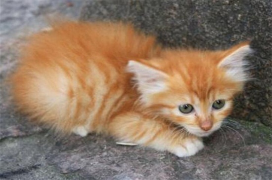宠物猫抓伤出血打针吗