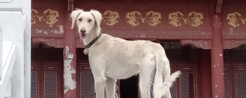 细犬和灵缇有什么区别
