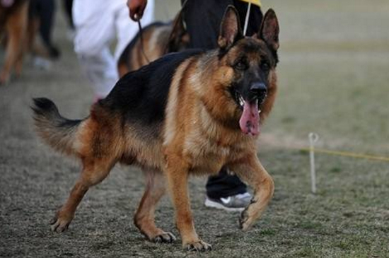 德国牧羊犬好养吗，不挑食易打理忠心耿耿很好养