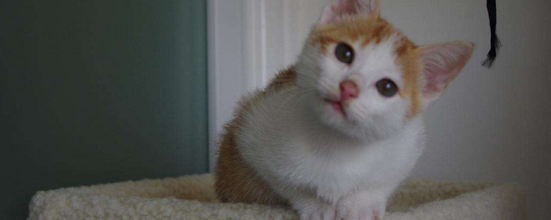 两个月的小土猫吃什么