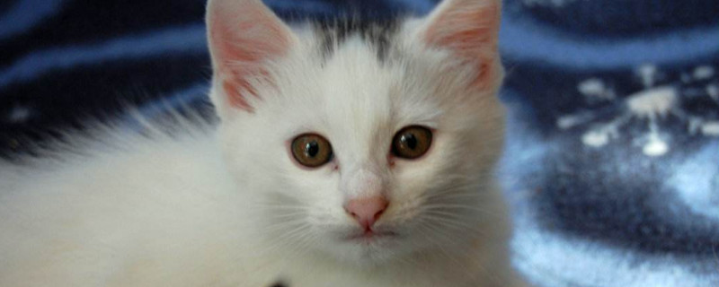 2个月小猫拉稀带血