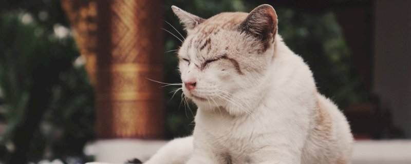 猫必须打狂犬吗