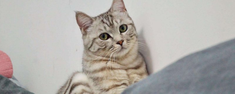 猫指甲掉了能自愈吗