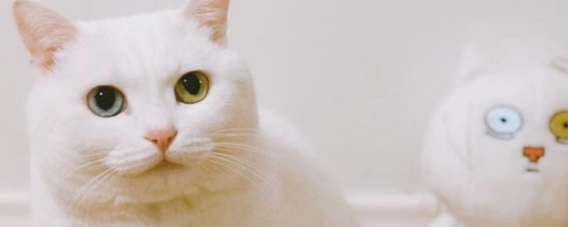 猫到预产期不生怎么办