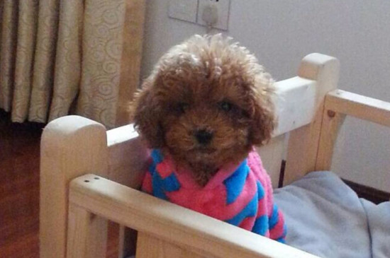 泰迪狗的衣服制作方法
