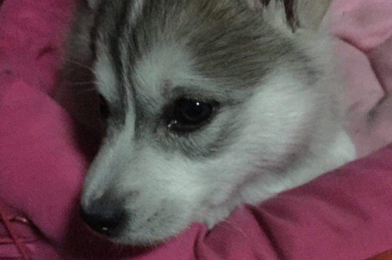 狗狗难受一直仰个头