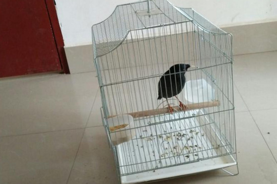 八哥什么时候开始教说话