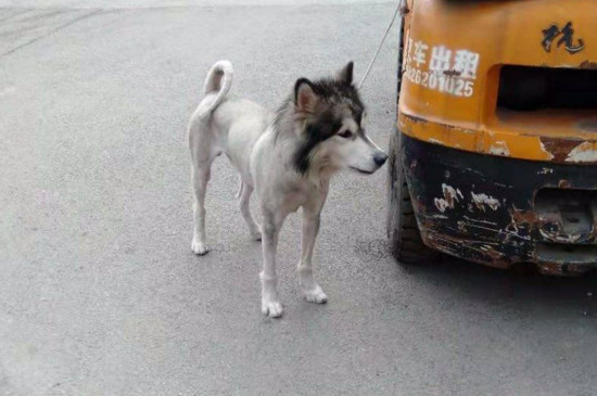 走丢的狗狗会回来吗