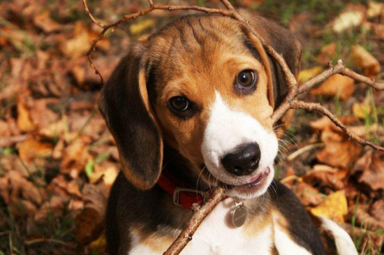 比格犬和巴吉度的区别，看耳朵就能一眼分辨出来