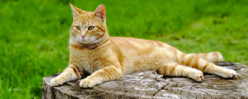 家猫为什么那么凶