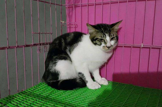 旧猫打新猫怎么解决