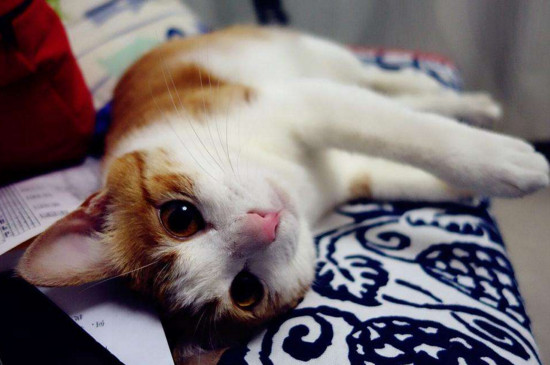 猫做完绝育手术后注意事项