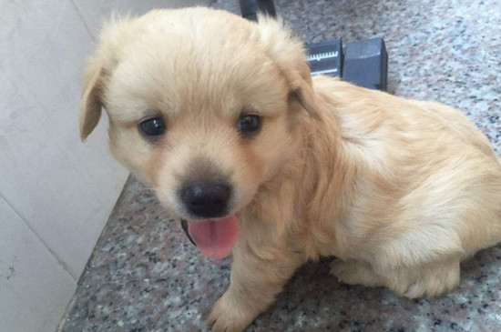 金毛幼犬怎么喂养