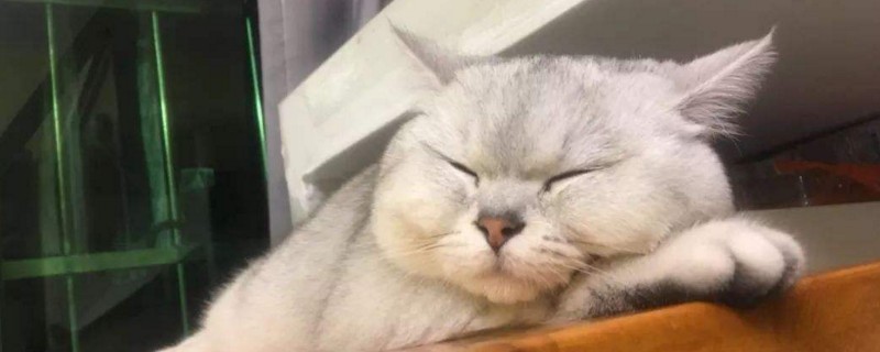 如何检查猫腹中有毛球