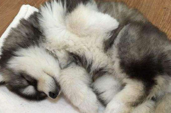阿拉斯加犬怎么训练上厕所