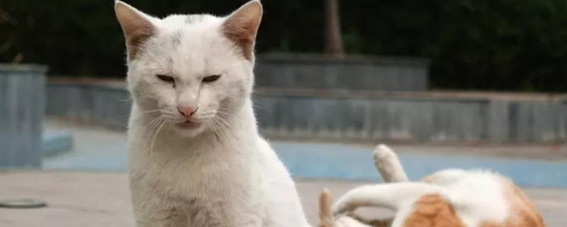 流浪猫会接近哪些人