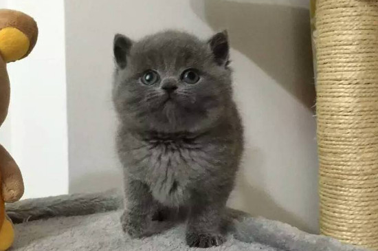 蓝猫抓老鼠吗