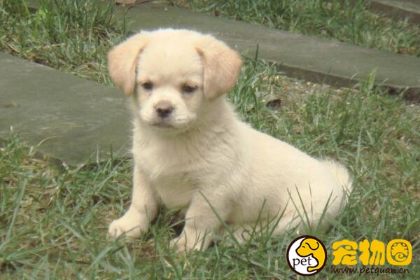 中华田园犬是最笨的狗吗，不听指令的原因是人类的冷漠
