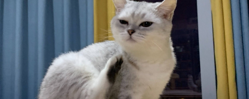 猫冲着人放屁什么意思