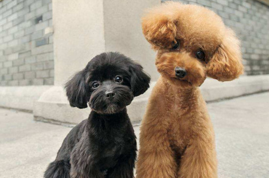 成年贵宾犬能换主人不