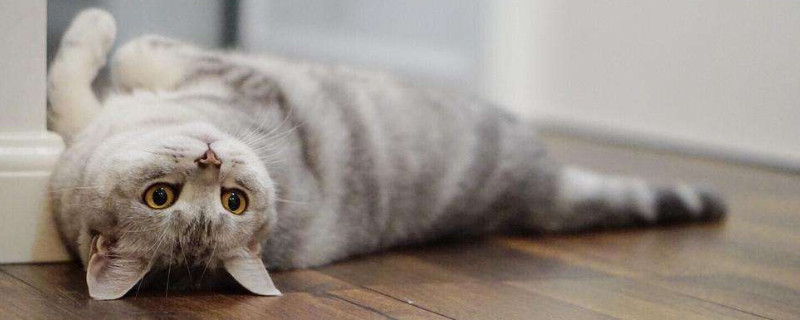 猫感到失宠的表现