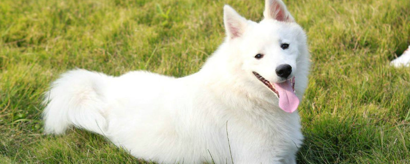 银狐犬掉毛吗