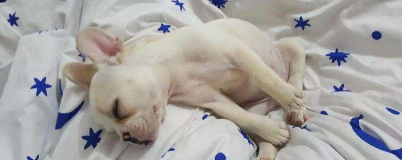法斗吐了怎么办