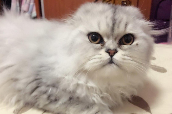高地猫为什么不能养