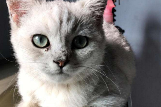 猫打过疫苗咬人有事吗