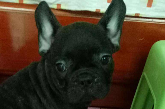 斗牛犬为什么那么臭