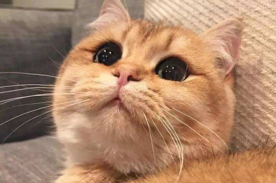 猫咪脸上秃了一块