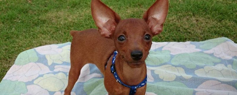 三个月小鹿犬喂养方式