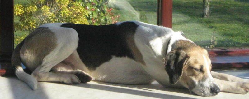比格犬为什么被禁养