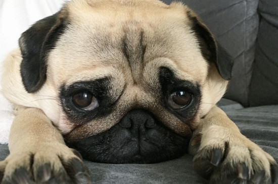 八哥犬和斗牛犬的区别，四方面对比教你轻松分辨