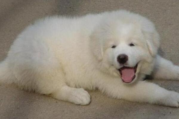 大白熊犬是当今世界力气最大的狗，一身肌肉却酷爱撒娇