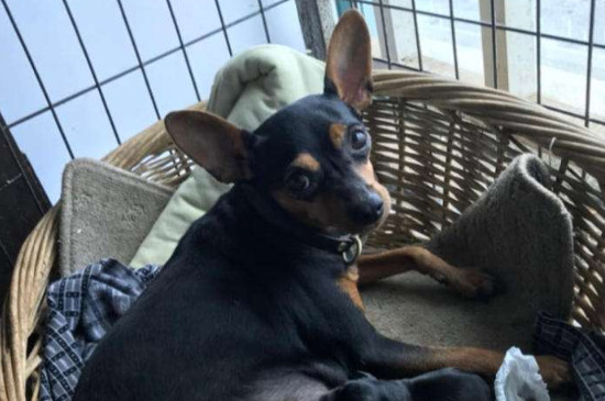 为什么不建议养小鹿犬