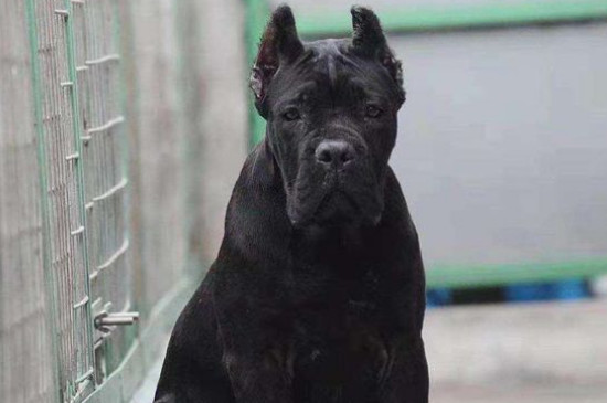 卡斯罗犬打架排第几
