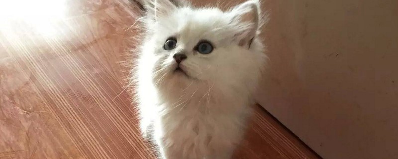 小猫脐带没断怎么办