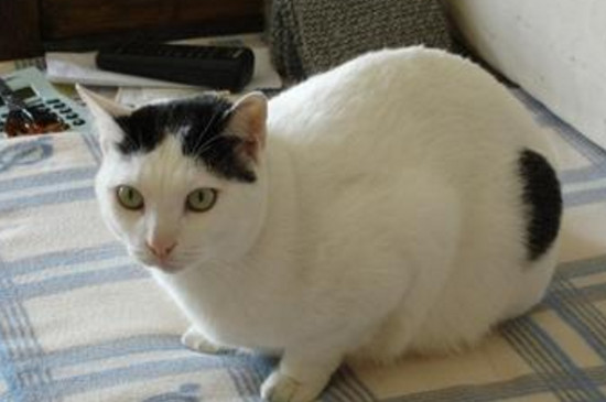 怎么知道猫几岁了