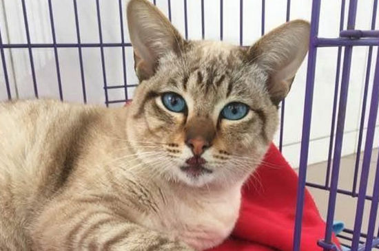 笼养猫的好处