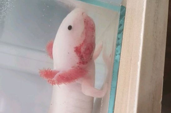 六角龙鱼能用手摸吗