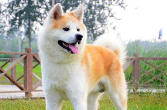 秋田犬和柴犬哪个好，秋田性情更好柴犬很少人养