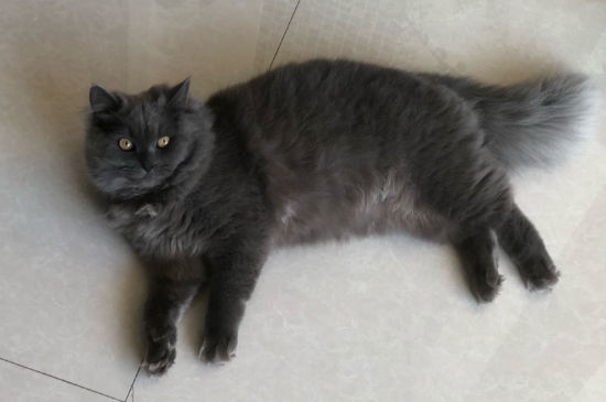 养猫费钱吗