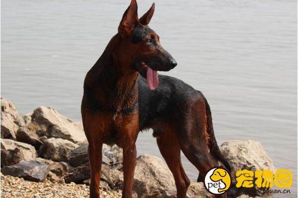 中国山红犬是六犬杂交，被德牧挤出市场(曾上万元一只)