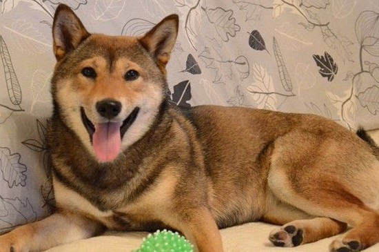 柴犬体味重吗，不太重但要定期做清洁护理