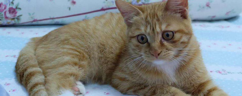 猫走路不稳总往一边倒