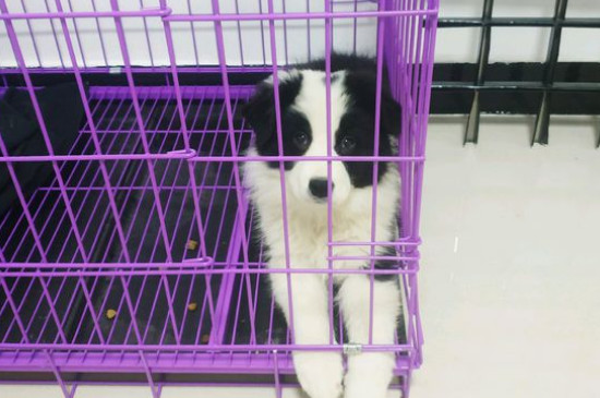 狗狗没精神只喝水还吐